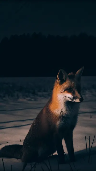 Van Gogh style AI self portrait