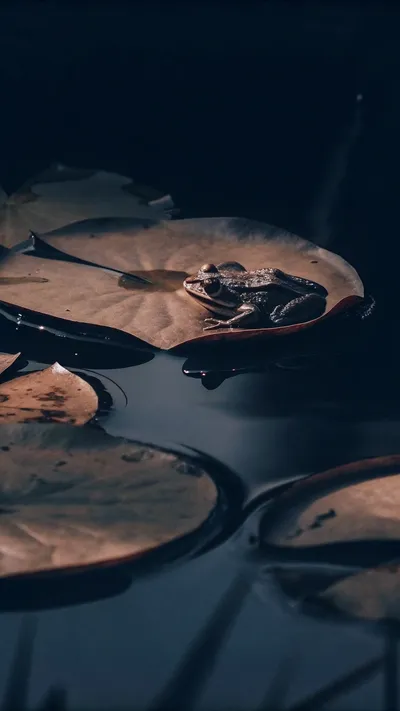 FAQ artwork featuring the Gleaners painting