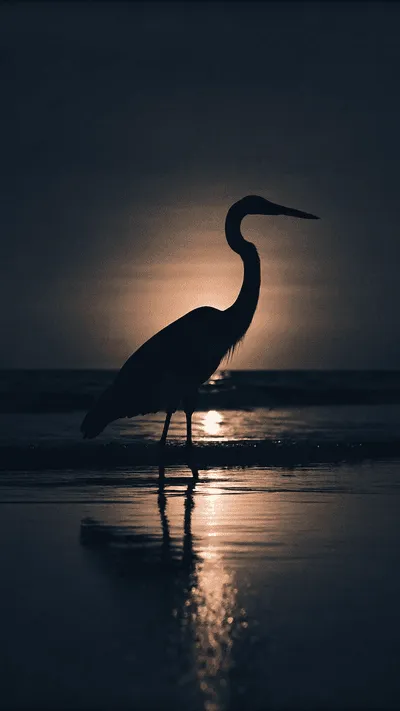 Seedance 1.5 Pro FAQ illustration