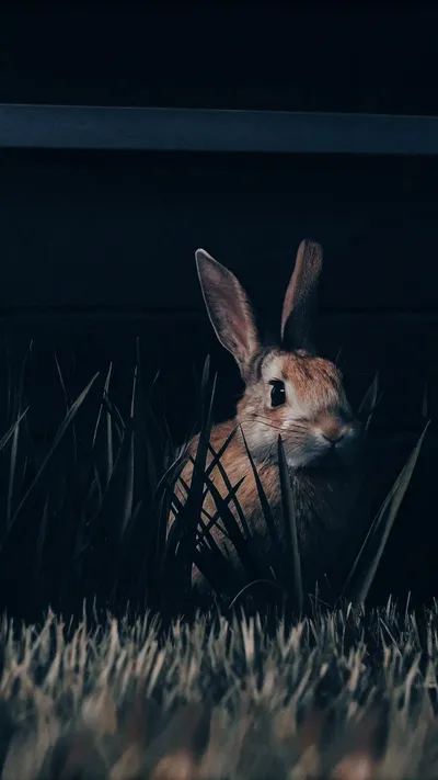 PNG Maker FAQ illustration