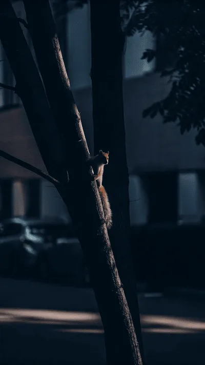 Seedance 2.0 FAQ illustration